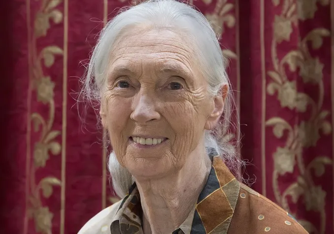 ©Muhammad Mahdi Karim, GFDL 1.2 Wikimedia Commons