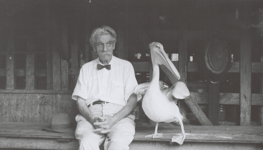 Albert Schweitzer a été un précurseur de la pensée écologique. Il avait pour animal de compagnie un pélican baptisé Parsifal. / © Archives Maison Schweitzer-Gunsbach