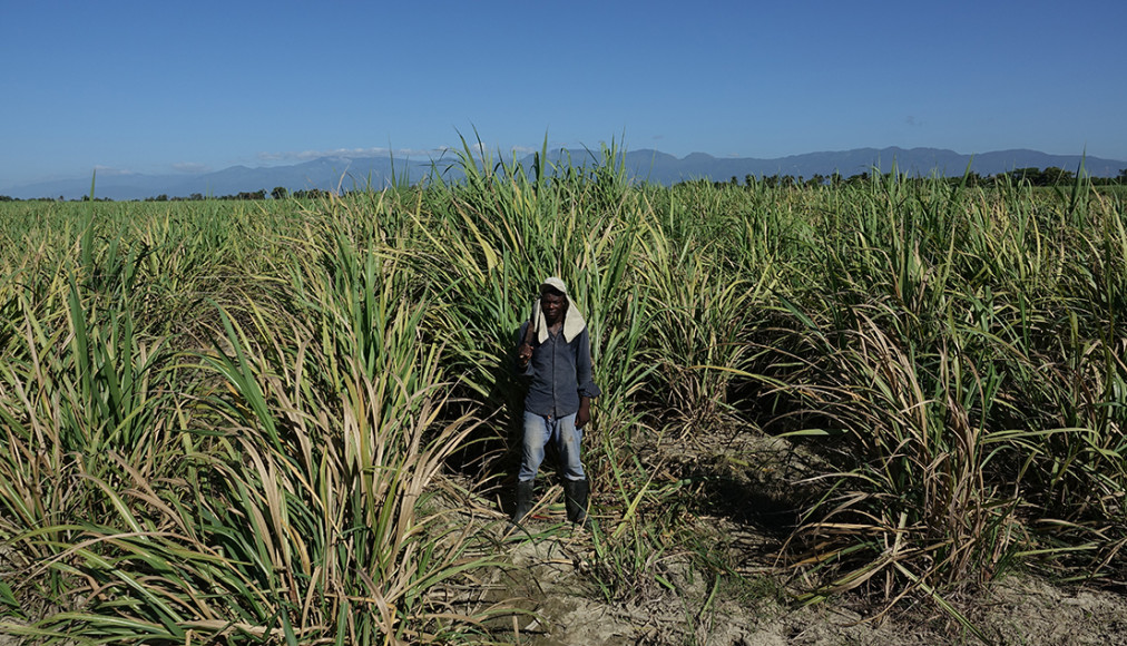 Un Haïtien d'orgine dans un champ de canne à sucre en République dominicaine Un Haïtien d'orgine dans un champ de canne à sucre en République dominicaine / ©Jean-Claude Gerez/RTSreligion
