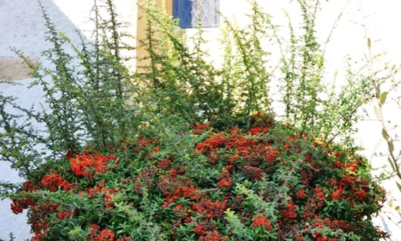 Alexandra Urfer Jungen