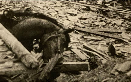 La bombe et le CICR La bombe et le CICR / La bombe et le CICR